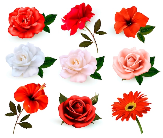 Set of a beautiful flowers isolated on a white background. vector.