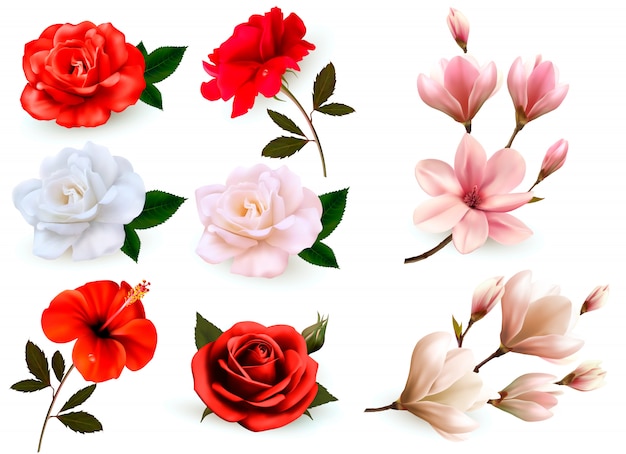 Set of a beautiful flowers isolated on a white background.