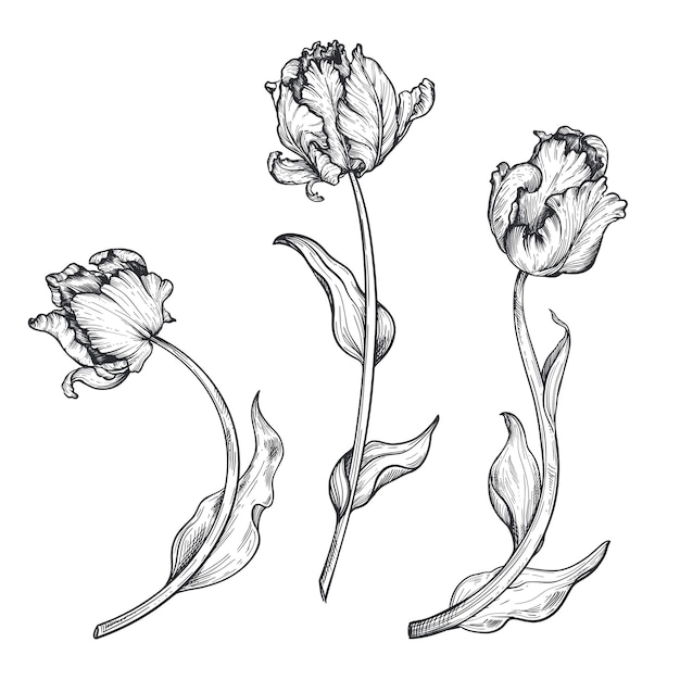 Set di bellissimi fiori di tulipano vettoriale disegnato a mano