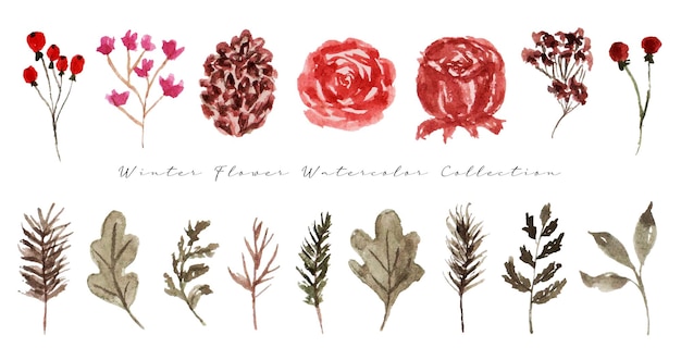 Un set di bellissimi acquerelli di fiori invernali dipinti a mano