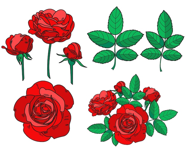 Set of beautiful handdrawn red roses Vector illustration in sketch style on white background