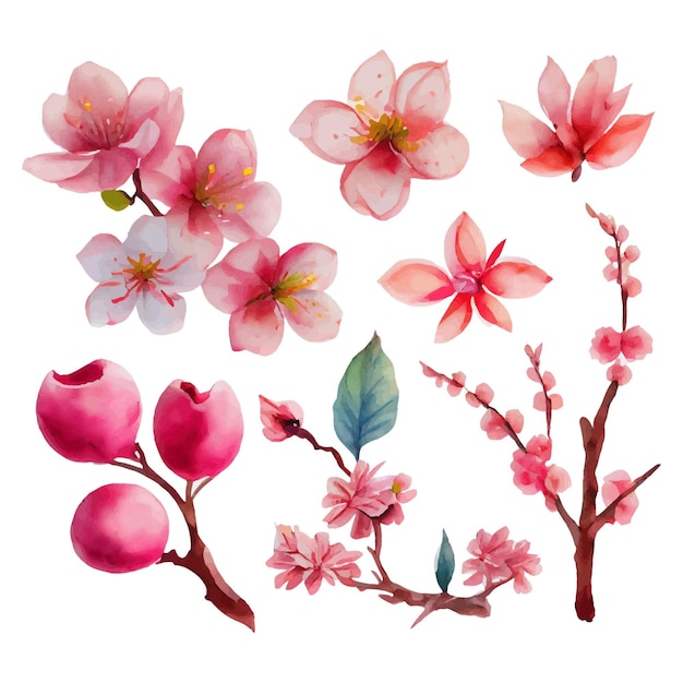 Set of Beautiful Watercolor Flowers pink cherry blossom collection