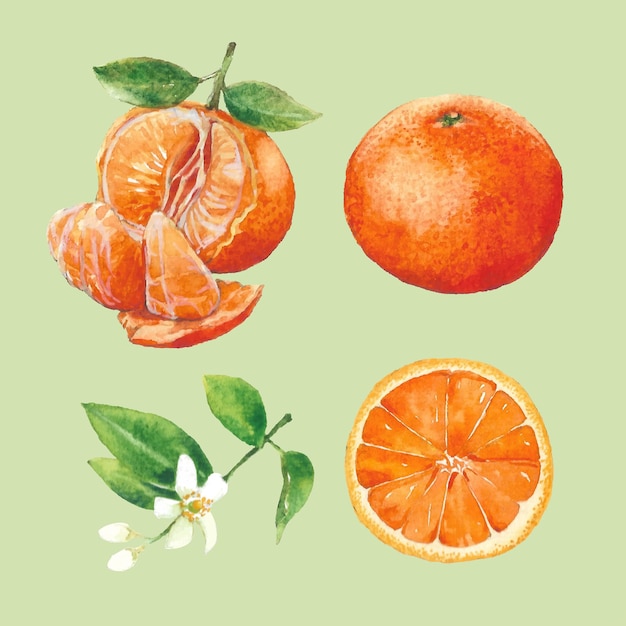 Vector set beautiful watercolor illustration of orange fruit with decorative twigs bud and green leaves