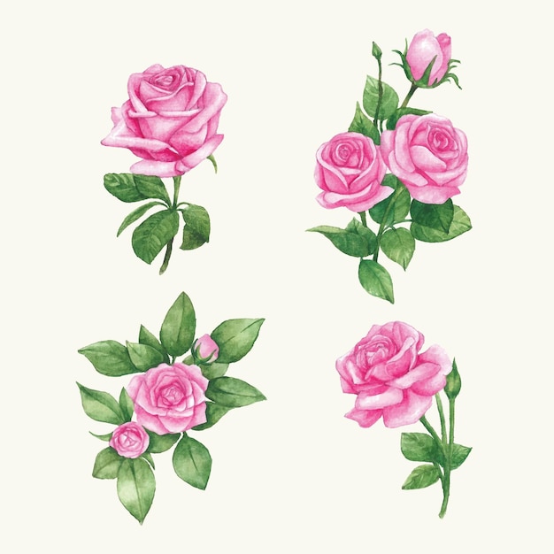 Vector set beautiful watercolor illustration of pink rose with decorative twigs bud and green leaves