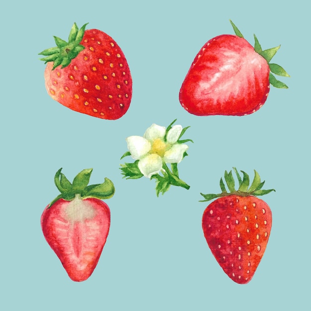 Set beautiful watercolor illustration of strawberry fruit with decorative flower and green leaves