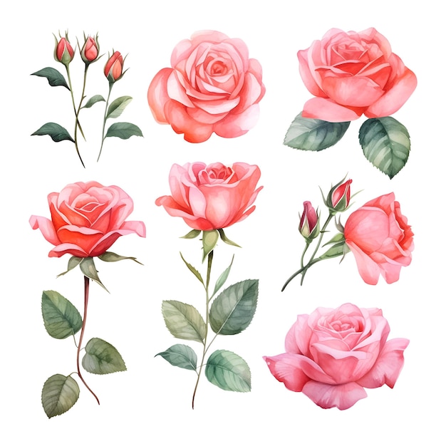 Vector set of beautiful watercolor roses