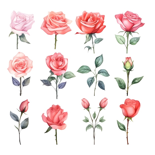 Set of beautiful watercolor roses