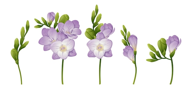 美しい白いフリージアの花のセット たくさんの花 テキスタイル用の印刷 春の白い花 夏の繊細な花