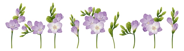 美しい白いフリージアの花のセット たくさんの花 テキスタイル用の印刷 春の白い花 夏の繊細な花