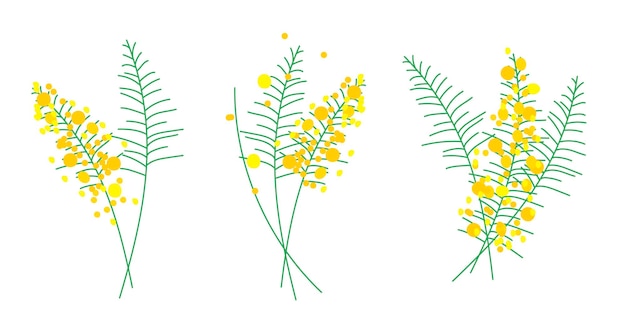 Set of beautiful yellow acacia flowers or inflorescences and leaves isolated on background