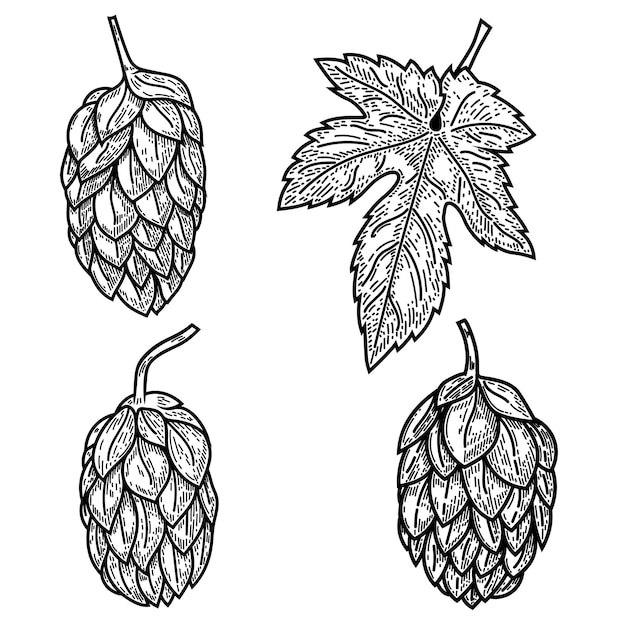 Vector set of beer hop illustrations in engraving style