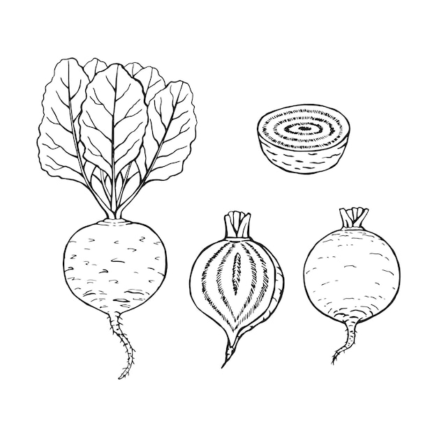 Set of beet outline hand drawn vector illustration farm market product isolated vegetable