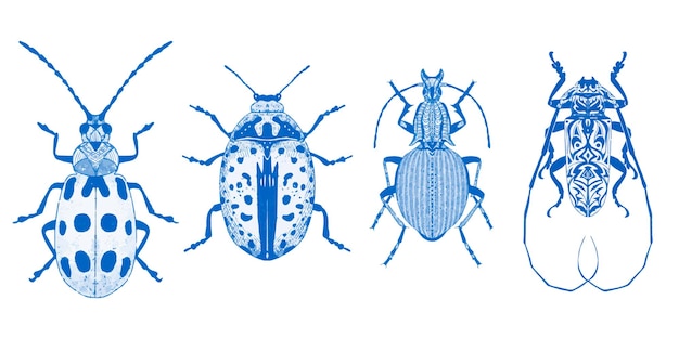 A set of beetles for decoration. Entomology. Insects clipart.