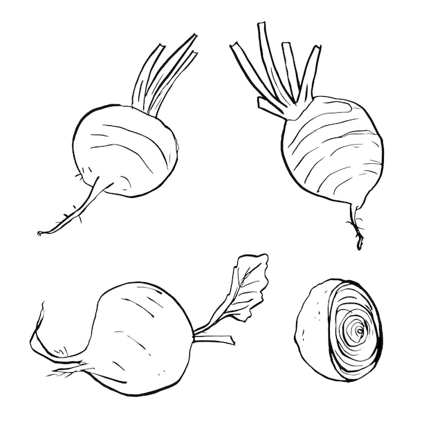 Set of beetroot, radish. Lines drawing doodles of vegetable products. Sliced beets