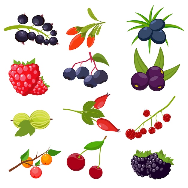 Set berries, currant, cherry, raspberries, rowan, gooseberry, dogrose, blackberry goji juniper