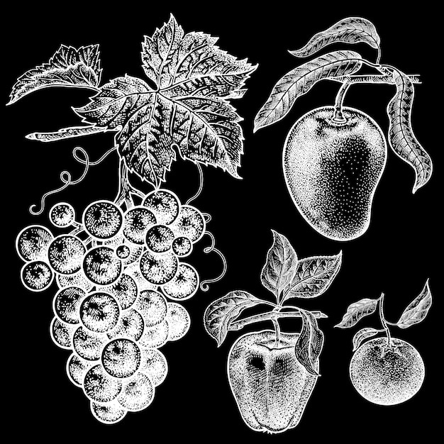 Set of berries and fruit white chalk on black blackboard