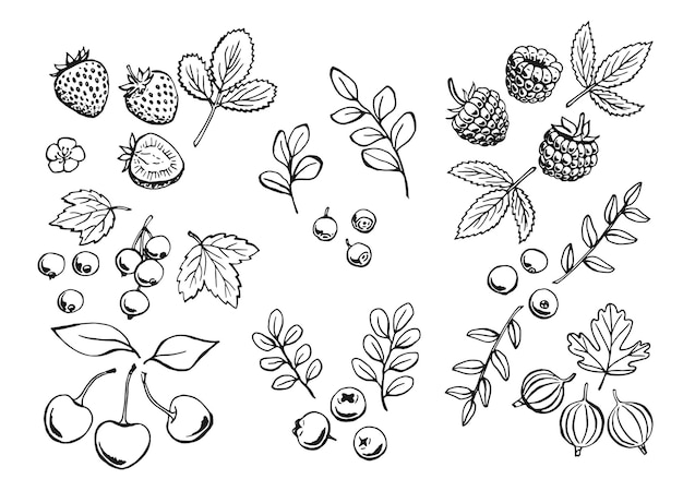 Vector set of berries outlines hand drawn illustration converted to vector