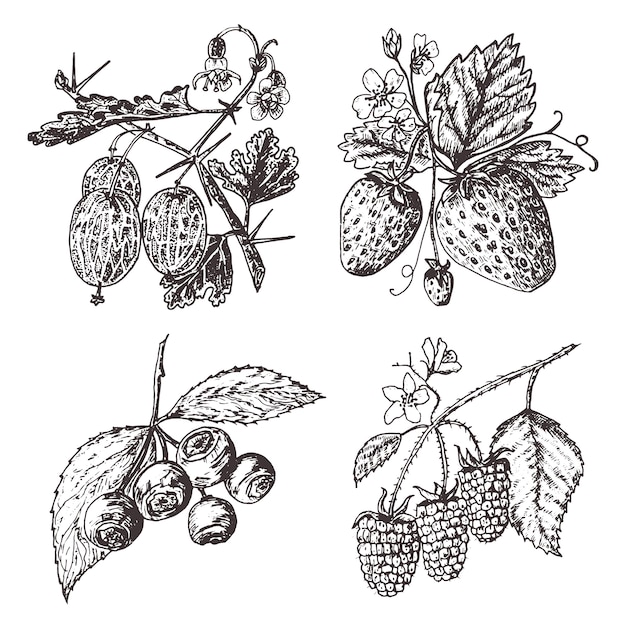 ベリーをセットします。ラズベリー、ブルーベリー、イチゴ、スグリ。古いスケッチ、ビンテージスタイルで刻まれた刻まれた手。休日の装飾要素。ベジタリアンフルーツ植物学。