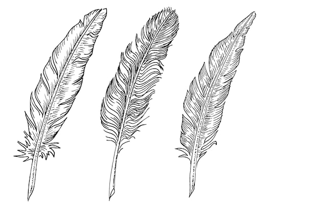 Set di piume di uccelli illustrazione disegnata a mano convertita in vettore contorno con sfondo trasparente