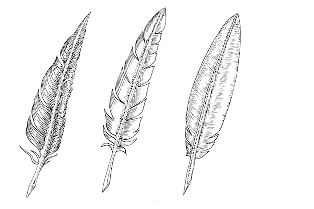 Set of bird feathers Hand drawn illustration converted to vector Outline with transparent background