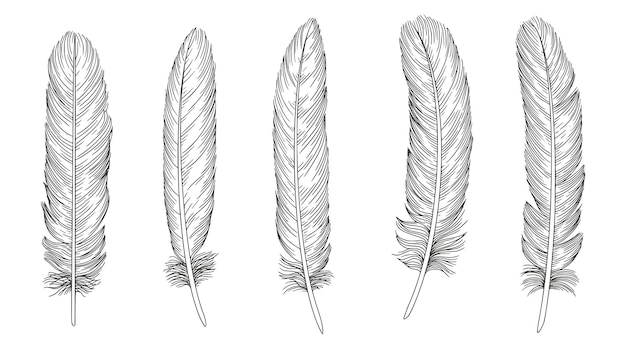Set of bird feathers Hand drawn illustration