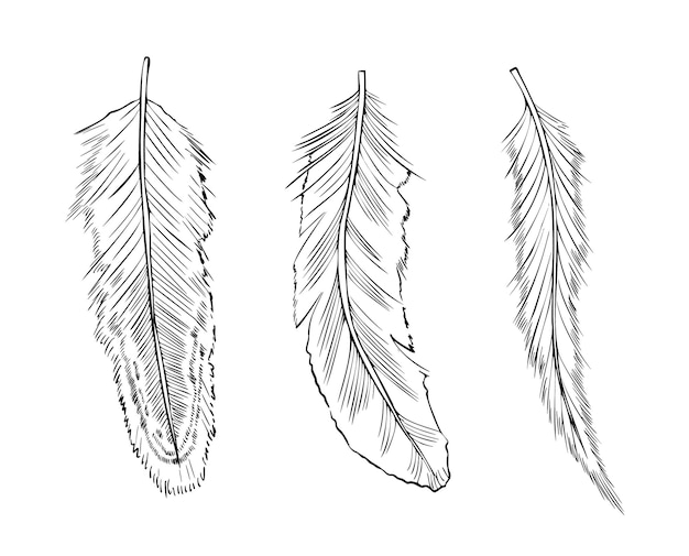 Vector set of bird feathers vector illustration of plume painted by black inks in line art style drawing owl plumelet for boho style prints outline sketch of vintage quill bundle