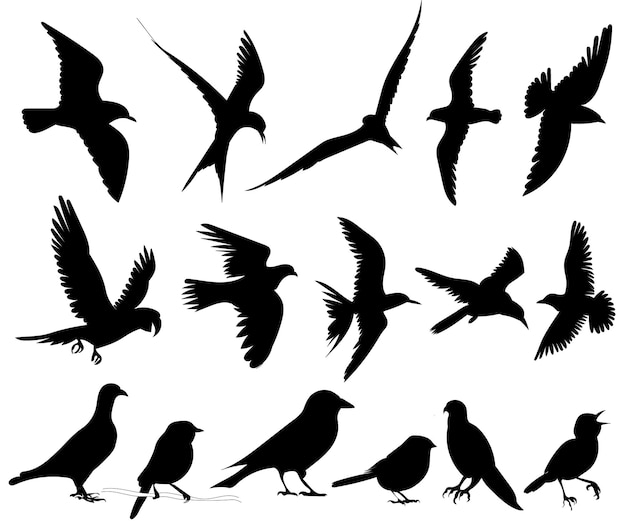 Set of birds black silhouette vector, isolated