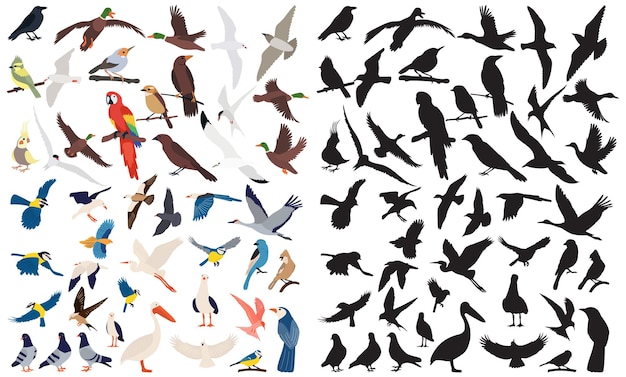 set of birds in flat style on a white background vector