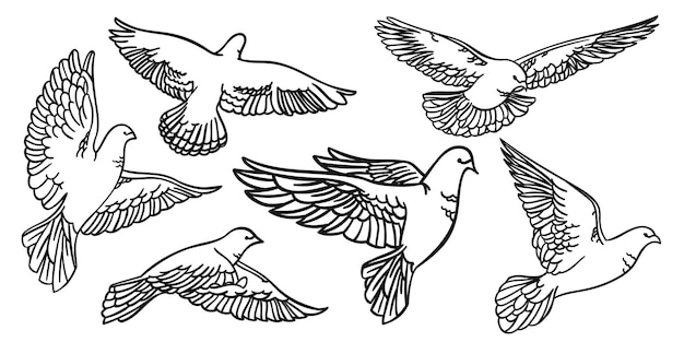 Установите птиц в полете. Голуби Изолированные силуэты и контуры. Векторная иллюстрация