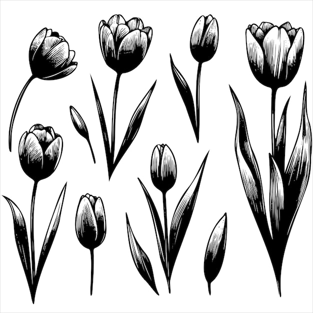 A set black and white flowers with stems