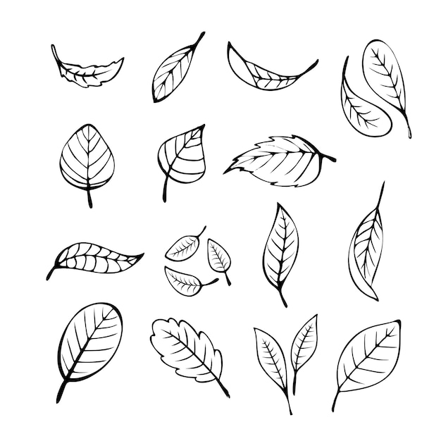 Set bladeren bladeren decor illustratie uit de vrije hand schets schets