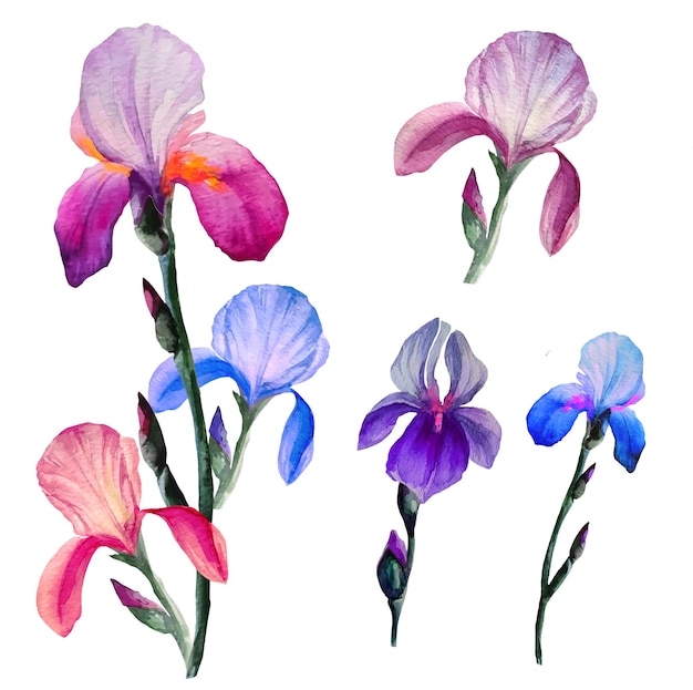 Set of blooming iris flowers watercolor illustration