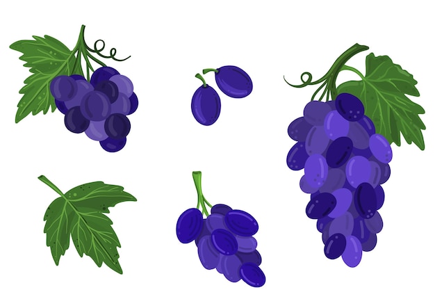 Set of blue grapes with bunches individual berries seeds and leaves