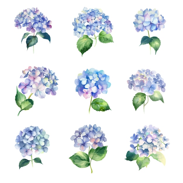 A set of blue hydrangea flowers with leaves on a white background.