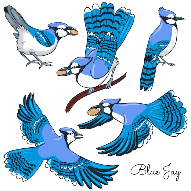 Set of blue jays isolated on a white