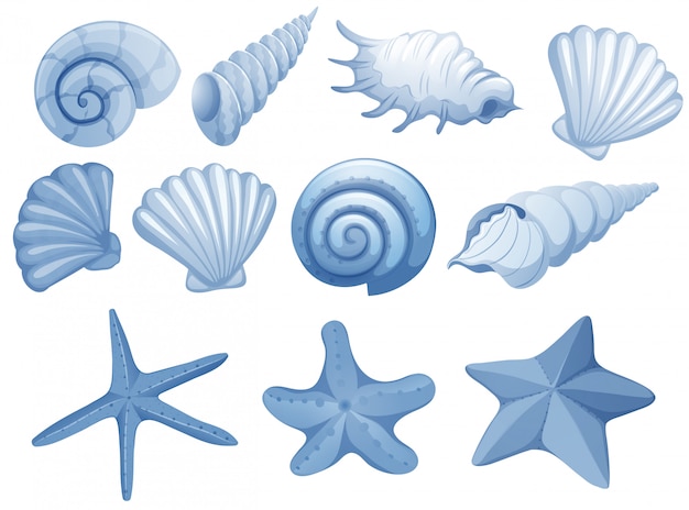 Un set di blue seashell