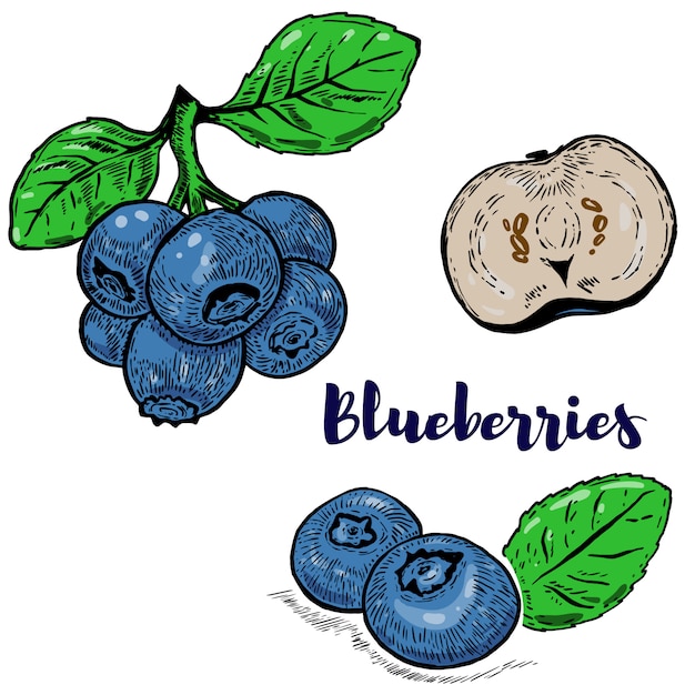 Vector set of blueberries illustrations on white background.  elements for logo, label, emblem, sign, poster, menu.  illustration