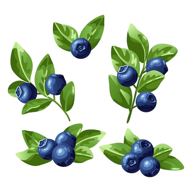 Set of blueberries on an isolated white background