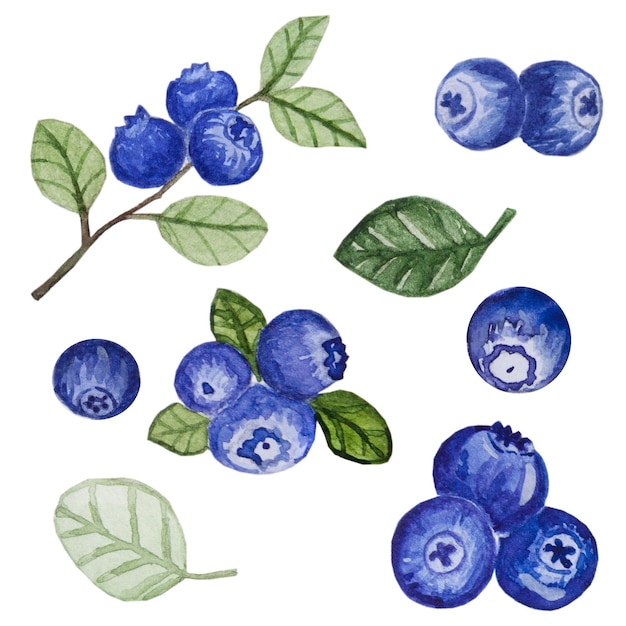 Set of blueberries