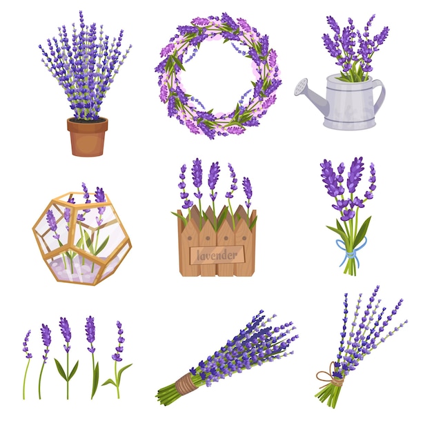 Set boeketten en kransen van lavendel Vector illustratie op een witte achtergrond