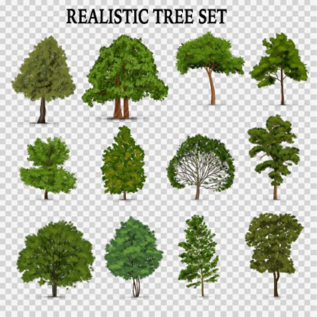 Set bomen met verschillende afmetingen op een doorzichtige achtergrond