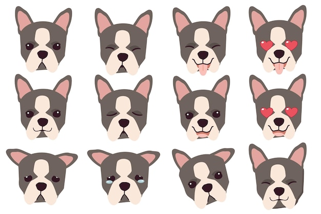 Set of boston terrier dog emotions funny smiling and angry sad and delight dog face of dog