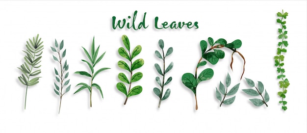 Vector set of botanic and wild leaves in watercolor painting