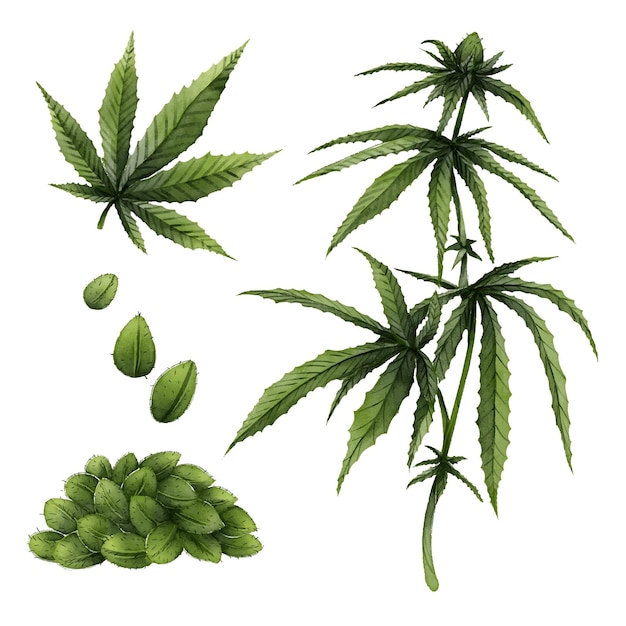 Vector set of botanical cannabis leaves