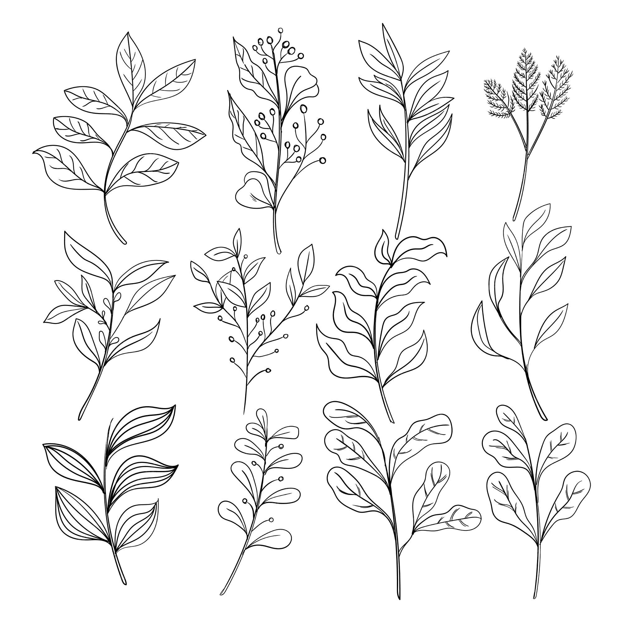 Premium Vector | Set of botanical leaf doodle wildflower line art