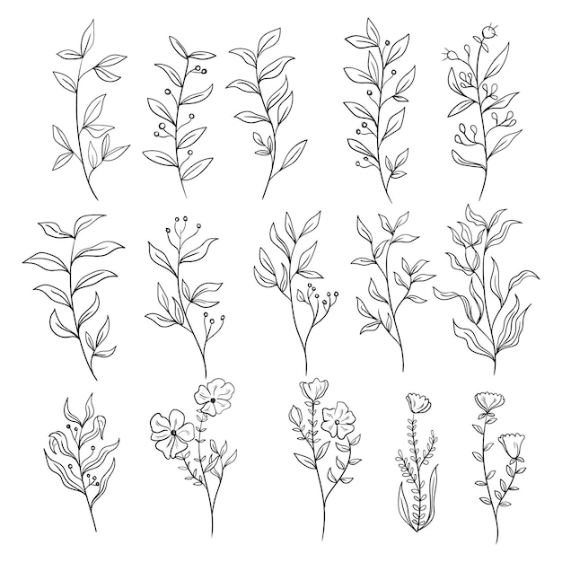 set of botanical leaf doodle wildflower line art