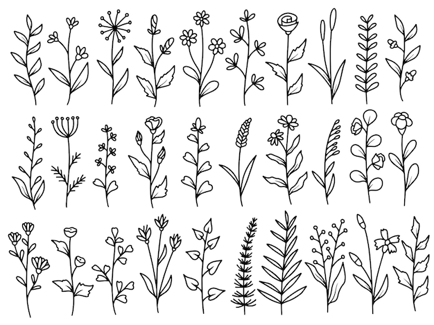 Set of botanical leaf wildflower line art Illustration