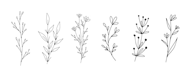 Set of botanical line art floral leaves plants hand drawn sketch branches isolated on white