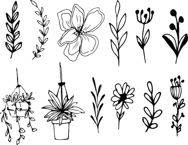 Set botanical line art