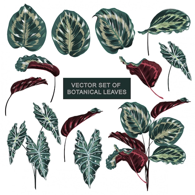 Vector set of botanical plants